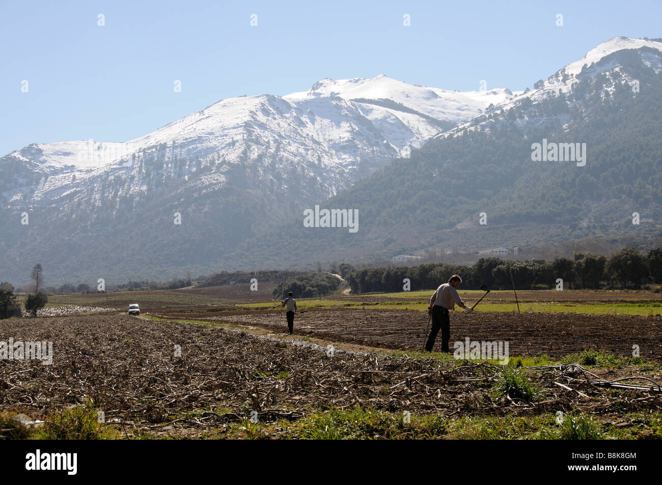 Landarbeiter Hacke Kulturen auf Ackerland in der Nähe der spanischen Stadt Ventas de Zafarraya und überragt vom Schneeberg angeschnittene Ärmel Stockfoto