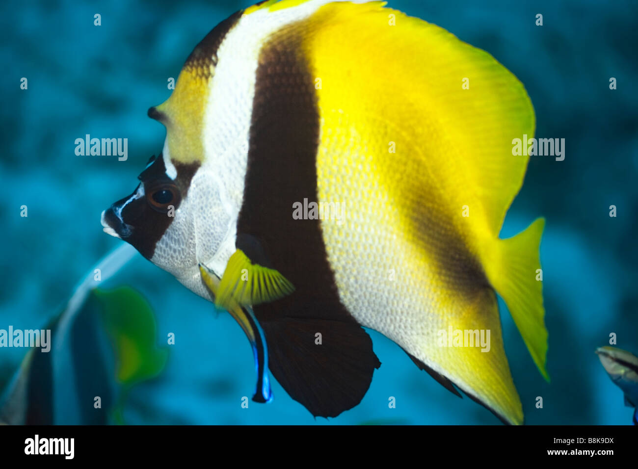 Tropische Fische ButterflyFish Chaetodontidae Malediven Indischer Ozean Addu-atoll Stockfoto