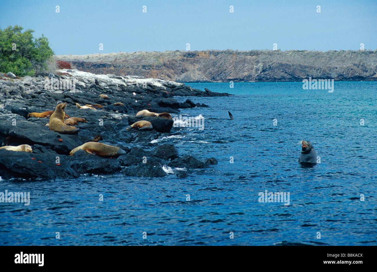 Galapagos-Seelöwen, Zalophus Wollebaeki Arctocephalus galapagoensis Stockfoto