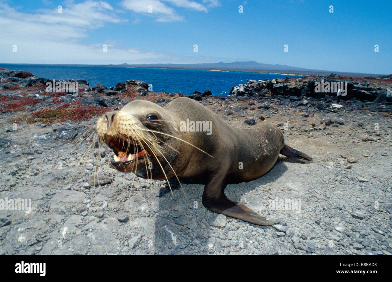 Galapagos-Seelöwen, Zalophus wollebaeki Stockfoto