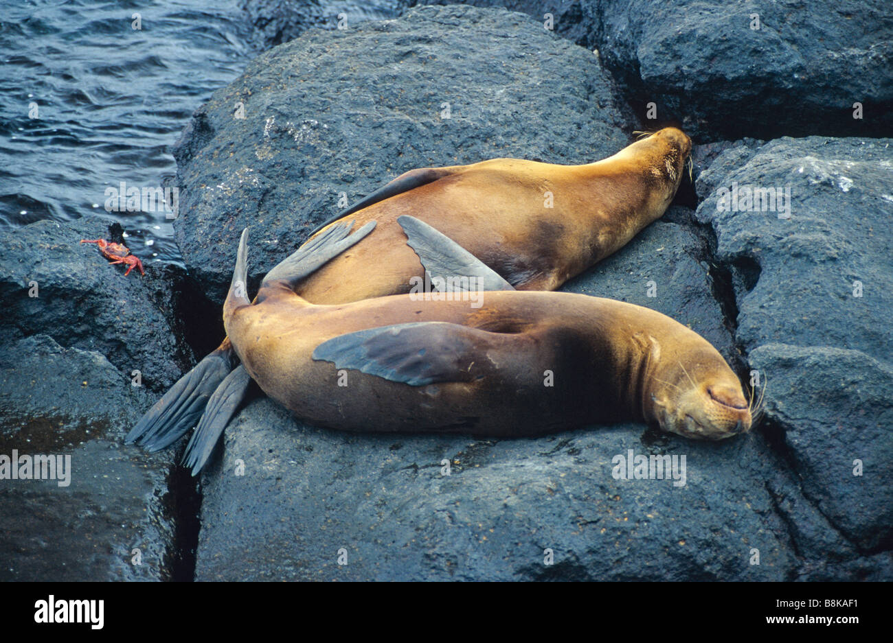 Galapagos-Seelöwen, Zalophus wollebaeki Stockfoto