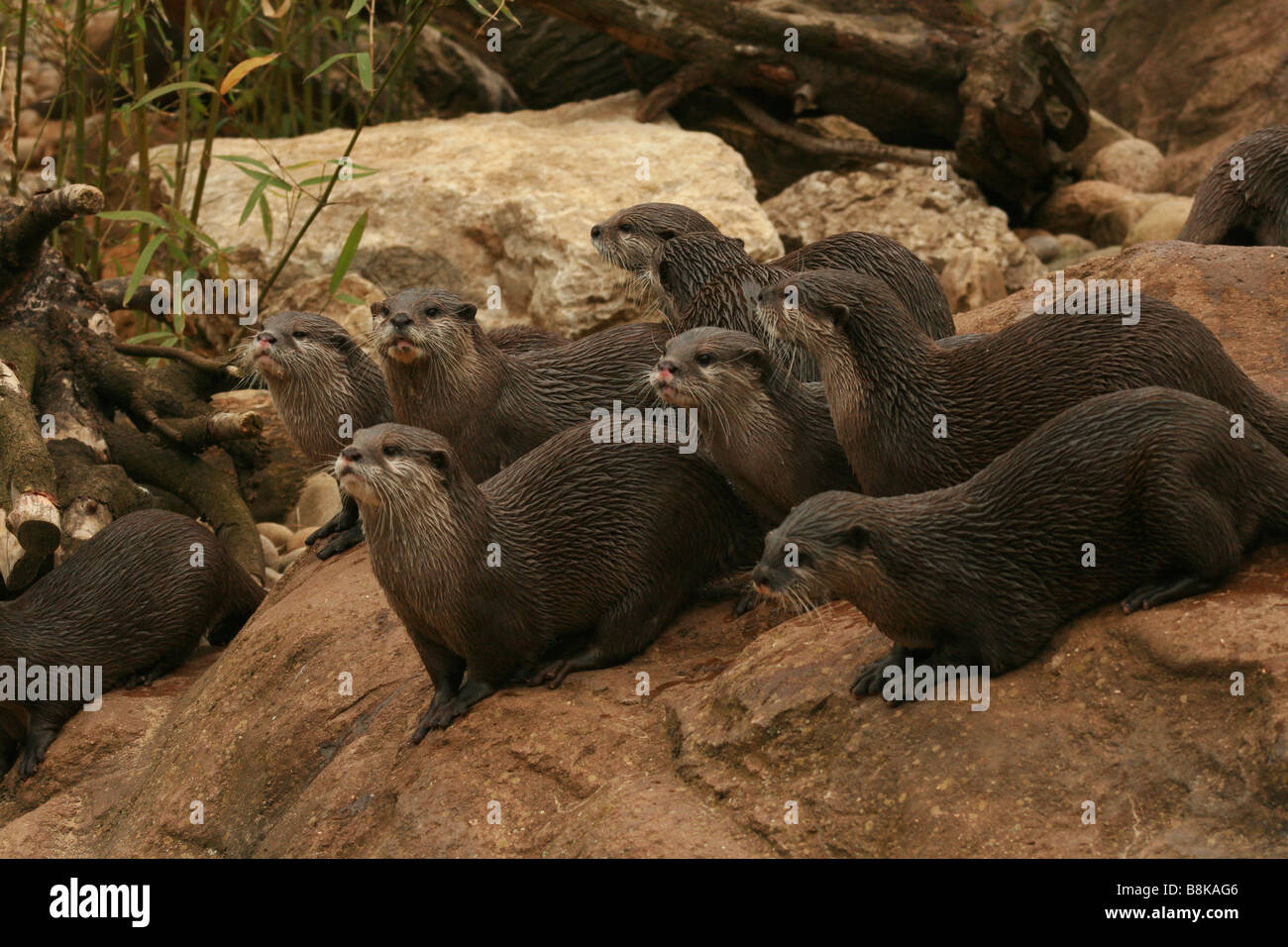 Oriental, kurze, Clawed, Otter, Aonyx, Cinerea, Tier, asiatisch, Biss, Bissen, beißen, Säugetier, spielen, verspielt, spielen, Wasser, nass, Stockfoto