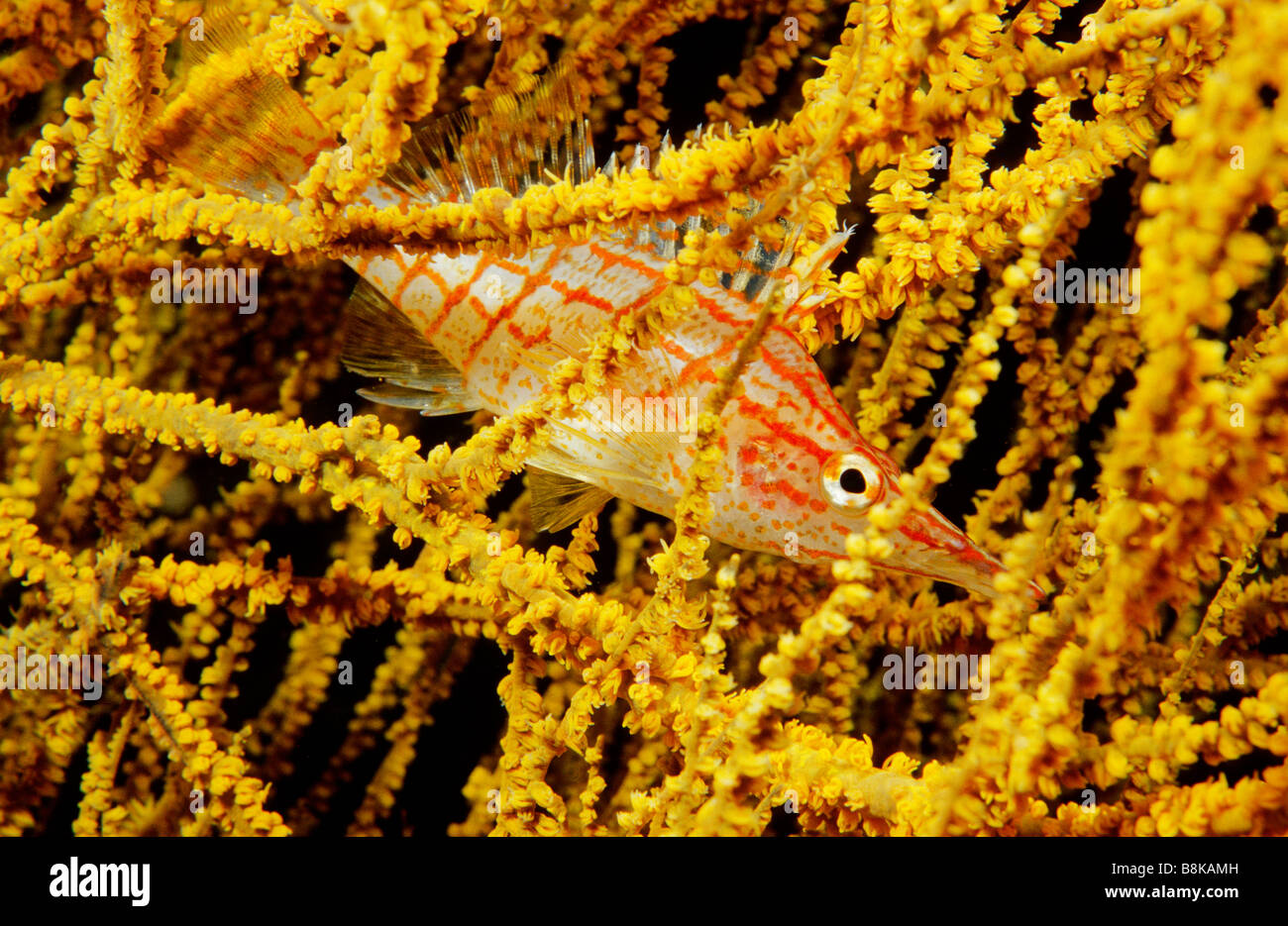 Longnose Hawkfish Oxycirrhites Typus Stockfoto
