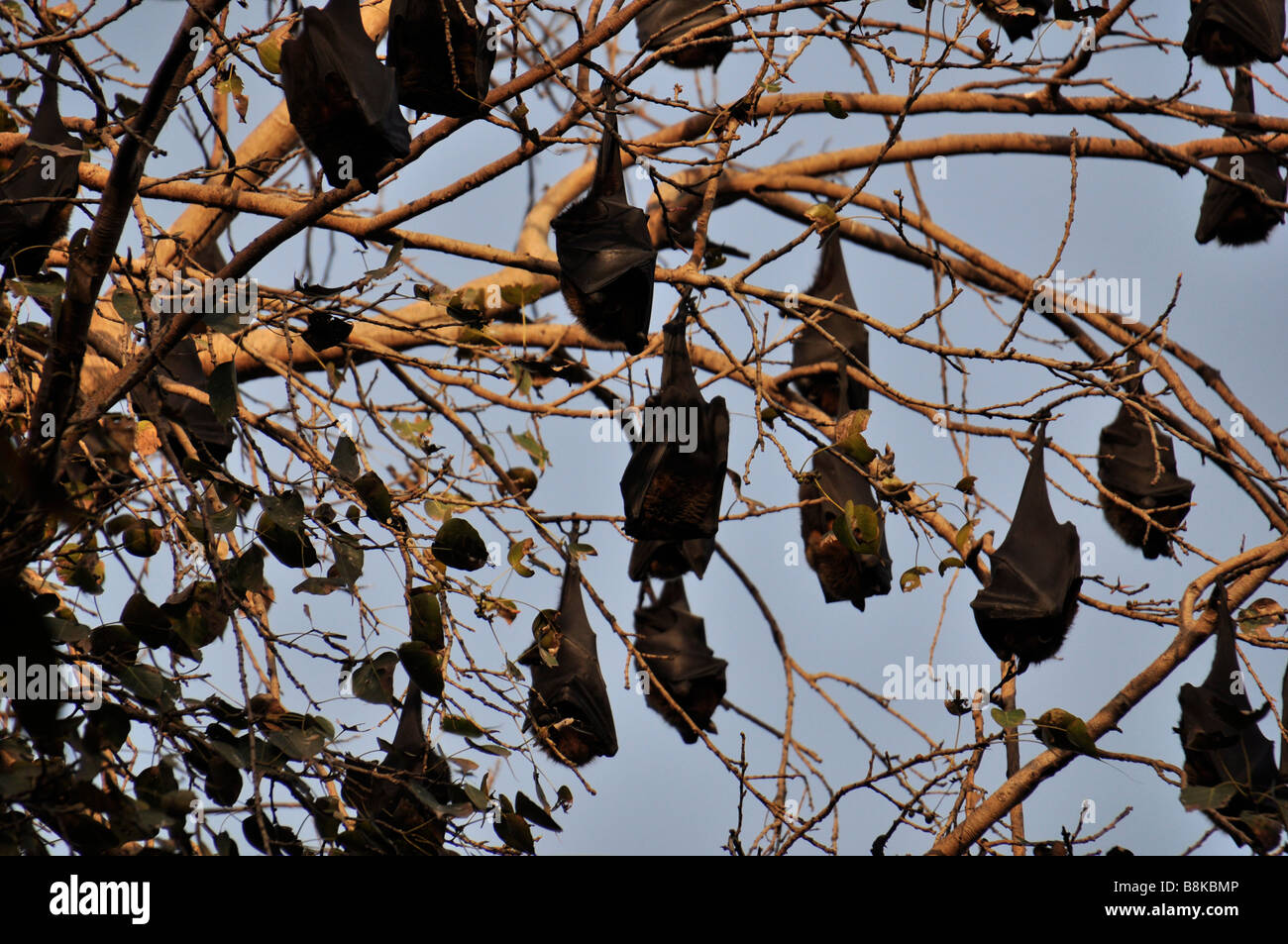 Fliege Fuchsfledermaus auf Baum Stockfoto