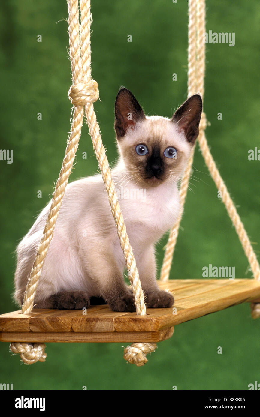 Hauskatze, siamesische Katze (Felis Catus, Felis Silvestris), junge Katze auf einer Schaukel Stockfoto