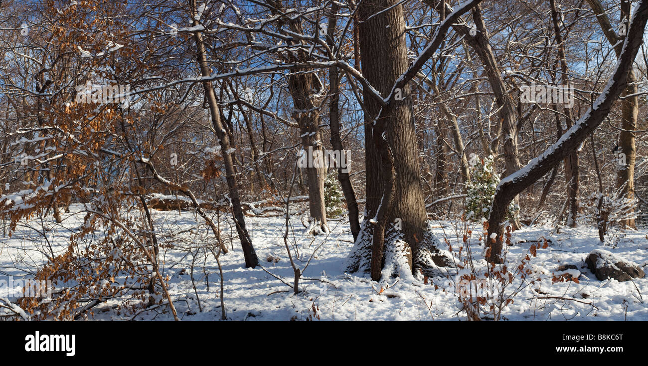 Wanderungen nach Schneesturm im Central park Stockfoto