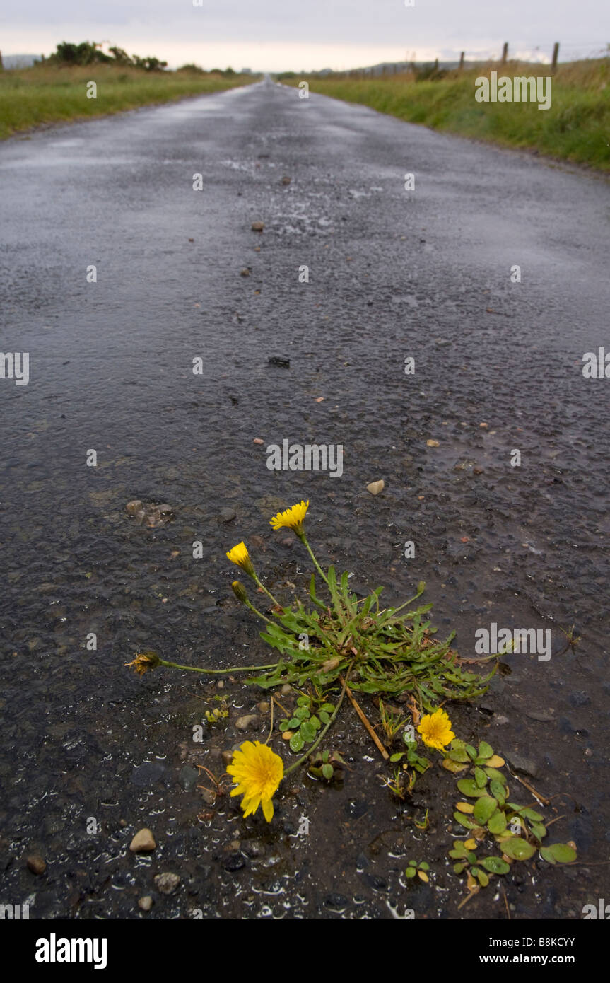 Gemeinsamen Katze Ohr Blumen, Hypochaeris Radicata, auf einer Straße in der Nähe von Loch Gorm auf der Isle of Islay, Schottland. Stockfoto