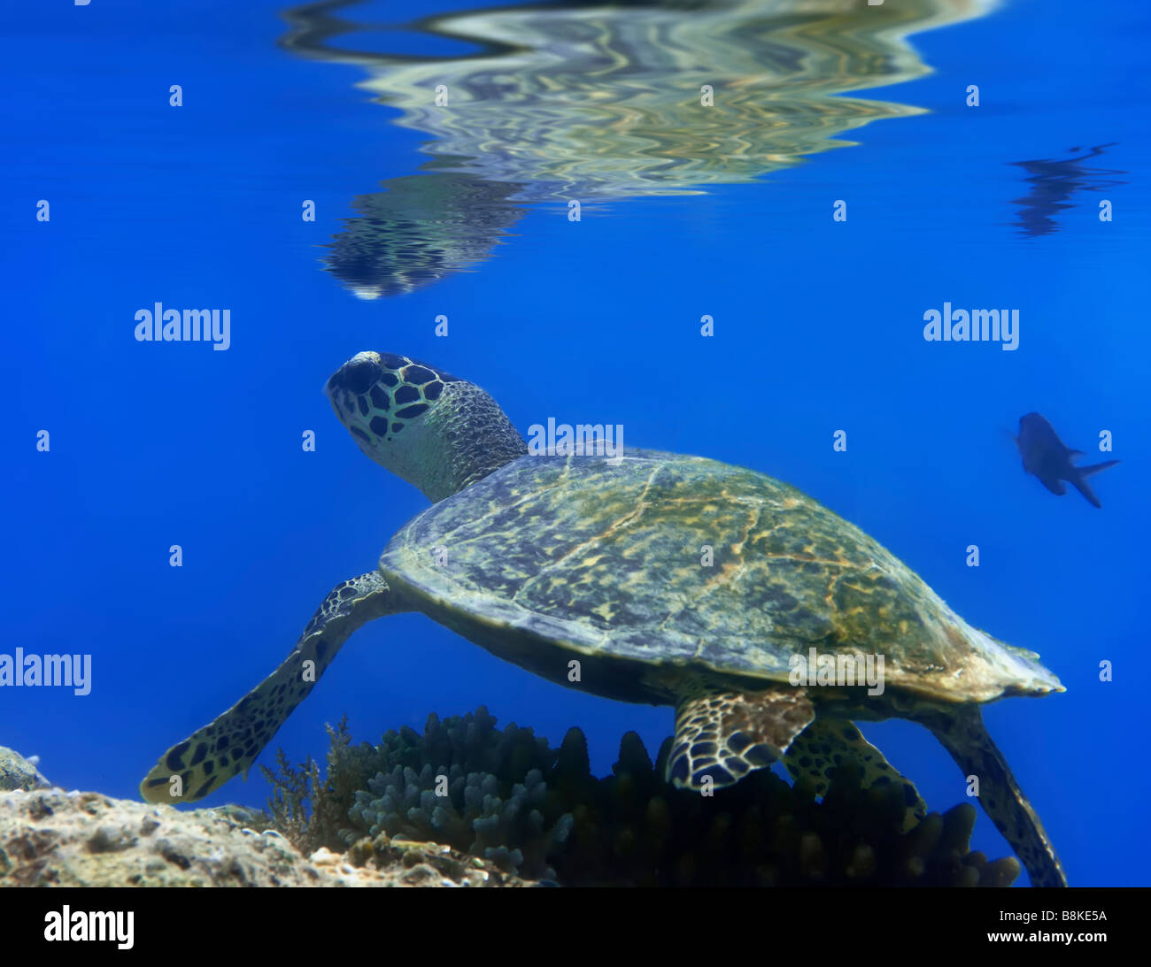 Grüne Schildkröte Unterwasser Reflexion über Oberfläche Borneo Stockfoto