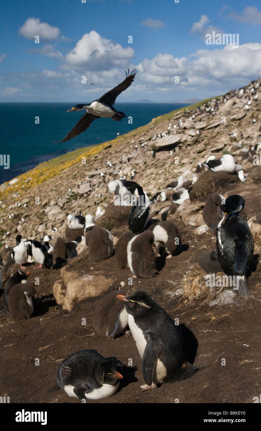 Rockhopper Penguins (Eudyptes Chrysocome Chrysocome), König Shags (Phalacrocorax Atriceps Albiventer) und Black-browed Albatross Stockfoto