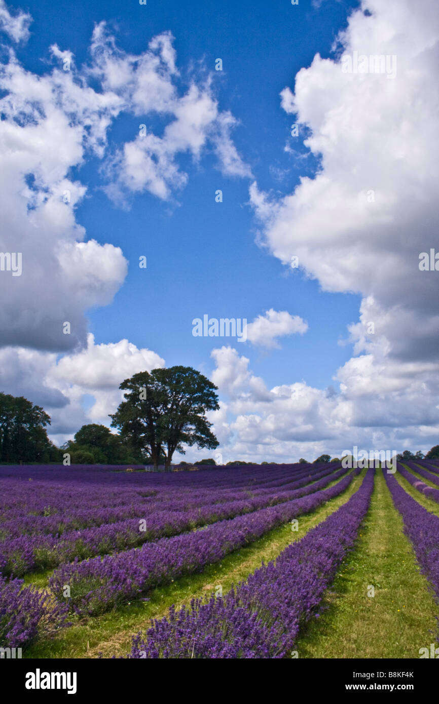 Englischer Lavendelfeld unter einem großen, bewölkt, Sommerhimmel, im Hochformat. Stockfoto