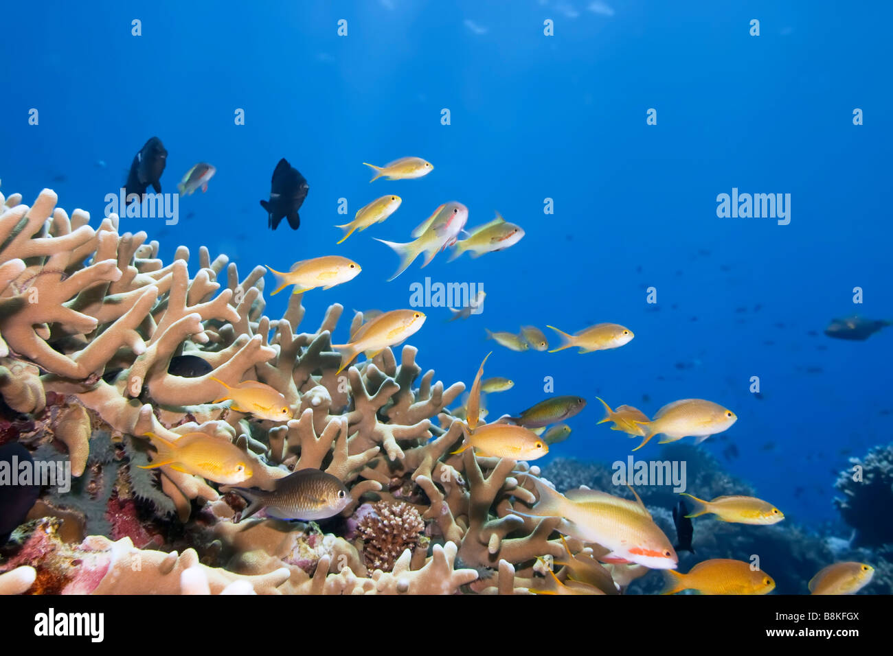 Unterwasserlandschaft mit kleinen Fischen und Korallen Borneo Stockfoto