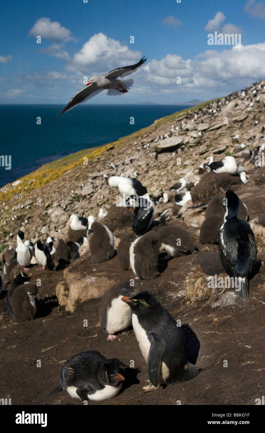 Rockhopper Penguins (Eudyptes Chrysocome Chrysocome), König Shags (Phalacrocorax Atriceps Albiventer) und Black-browed Albatross Stockfoto