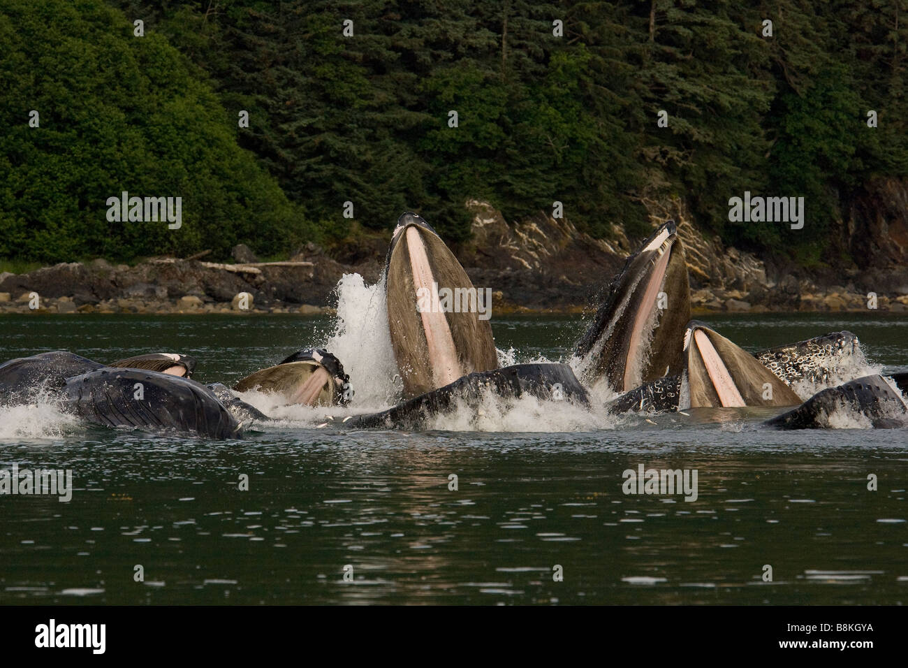 Buckelwale Longe Blase net Impressionen Novaeangliae Southeast Alaska Fütterung Fütterung Stockfoto