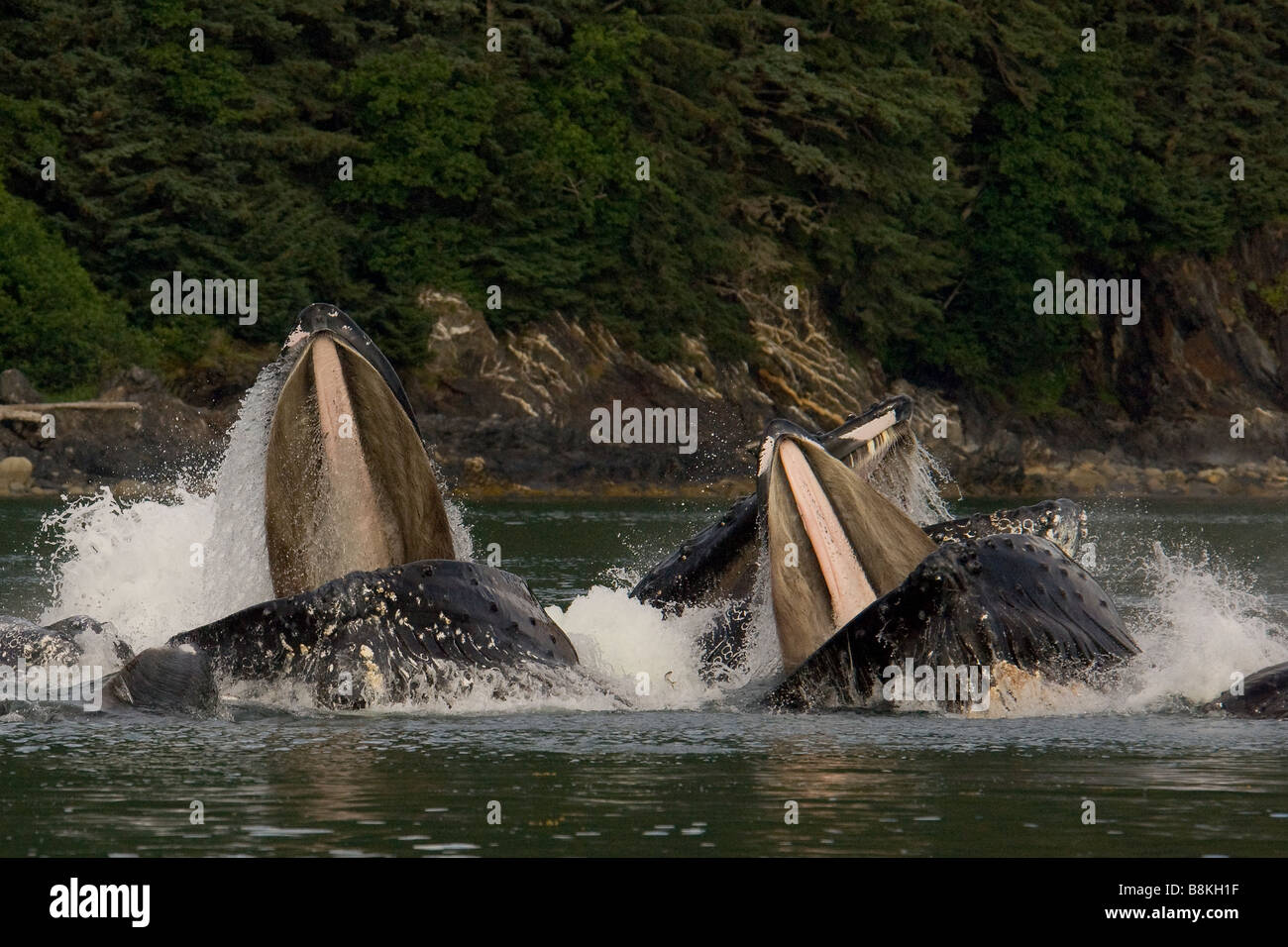 Buckelwale Longe Blase net Impressionen Novaeangliae Southeast Alaska Fütterung Fütterung Stockfoto