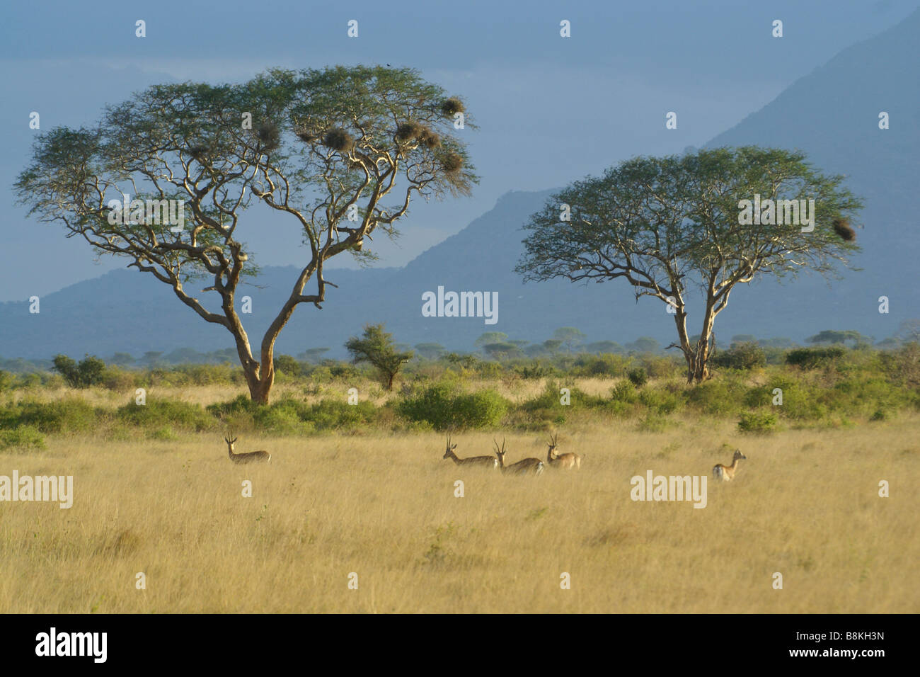 Grant Gazellen zu Fuß in Savanne, Tsavo East Nationalpark, Kenia Stockfoto