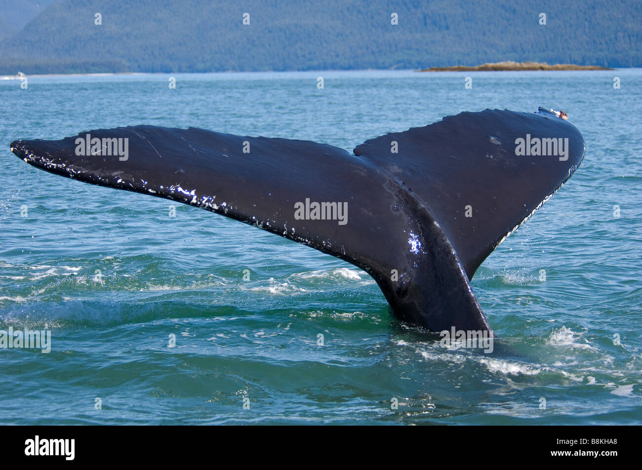 Humpback Whale Tail Fluke Impressionen Novaeangliae Southeast Alaska Stockfoto