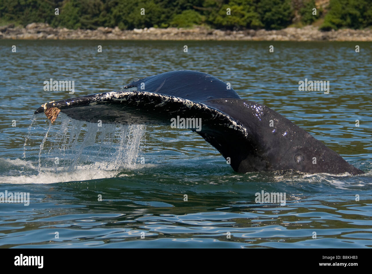 Humpback Whale Tail Fluke Impressionen Novaeangliae Southeast Alaska Stockfoto