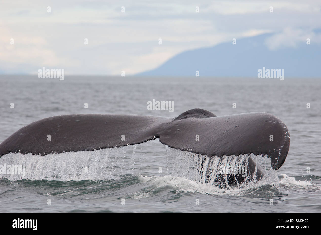 Humpback Whale Tail Fluke Impressionen Novaeangliae Southeast Alaska Stockfoto