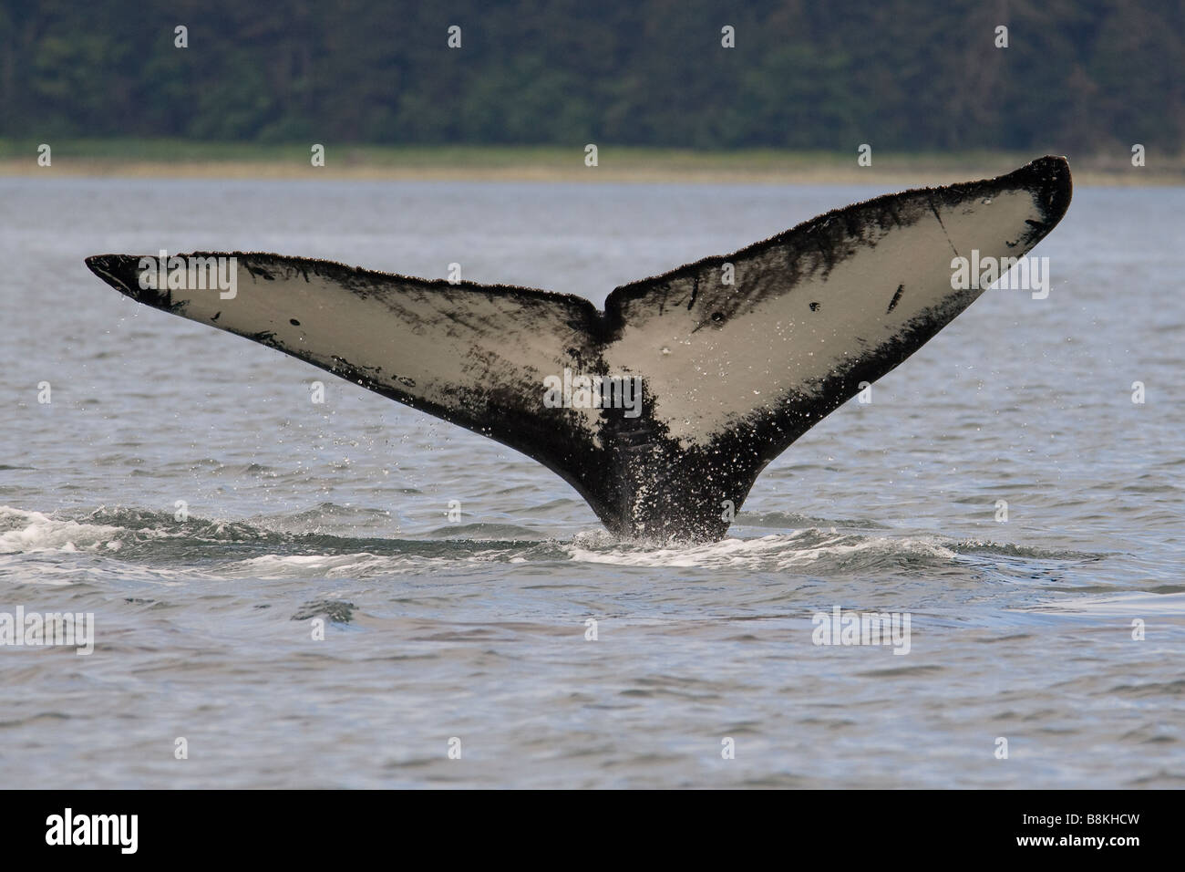 Humpback Whale Tail Fluke Impressionen Novaeangliae Southeast Alaska Stockfoto