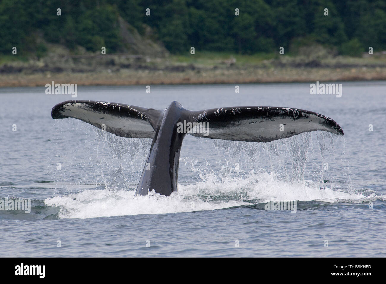 Humpback Whale Tail Fluke Impressionen Novaeangliae Southeast Alaska Stockfoto