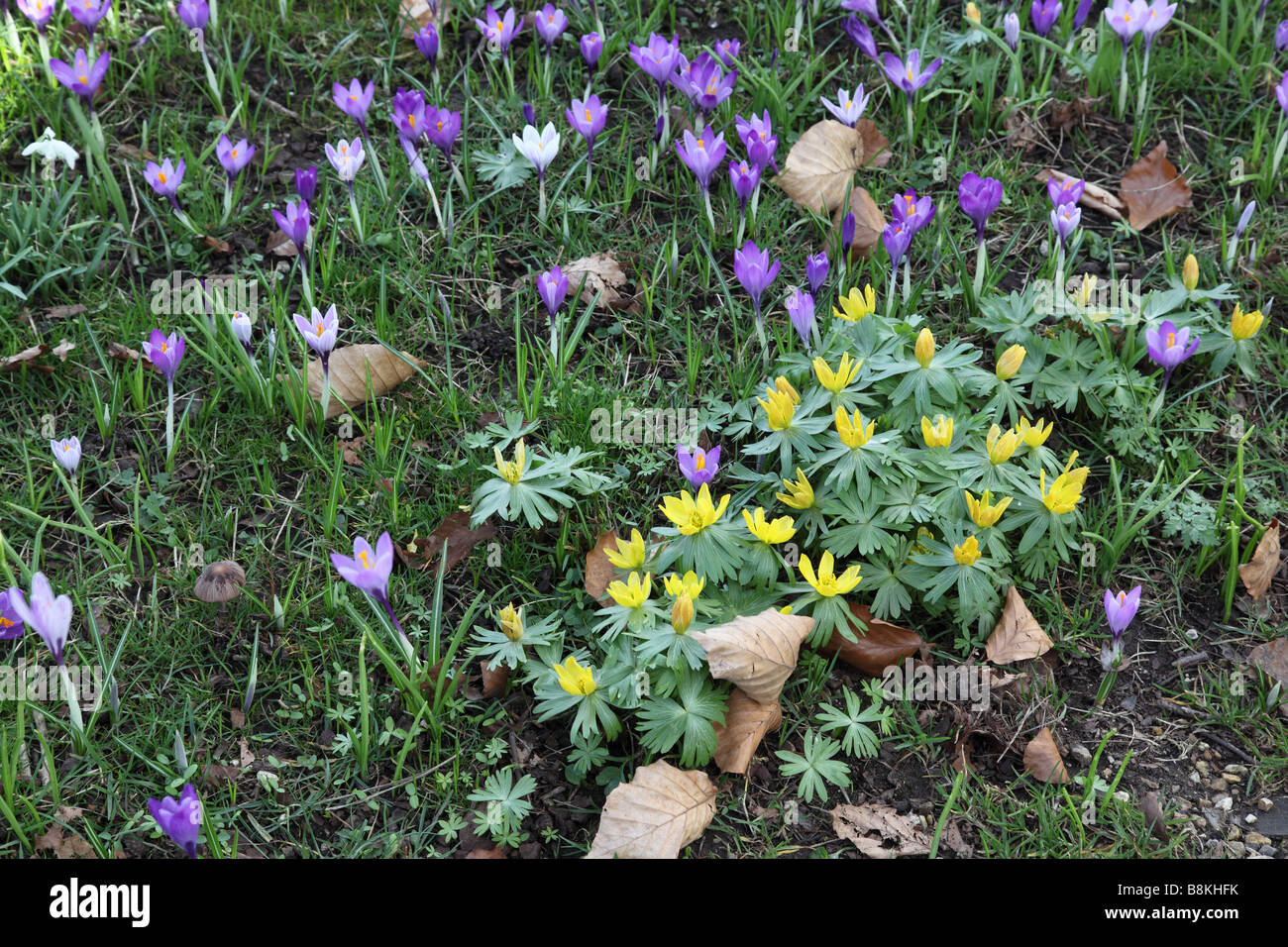 Akoniten & Crocus blühen im Gras im Frühjahr, Großbritannien Stockfoto