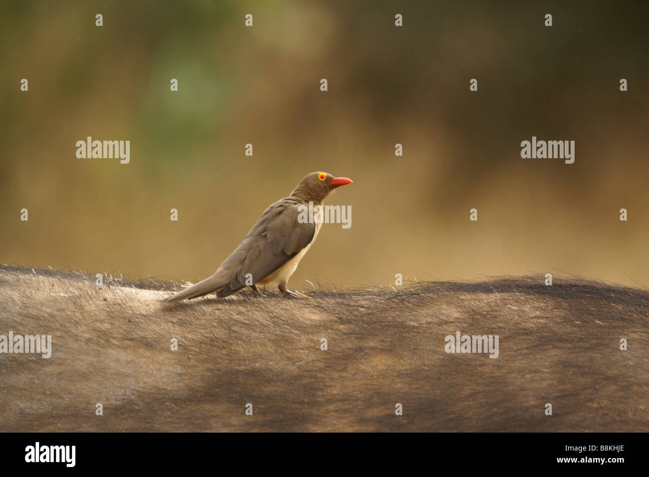 Rot-billed Oxpecker auf Rückseite Kaffernbüffel, Samburu, Kenia Stockfoto