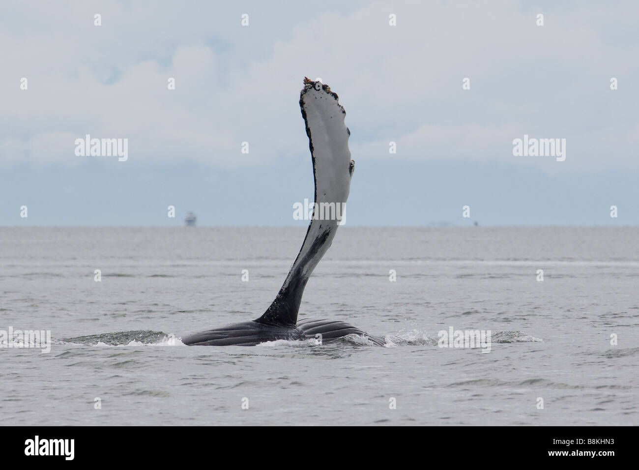 Buckelwal Brustflosse Impressionen Novaeangliae Southeast Alaska Stockfoto