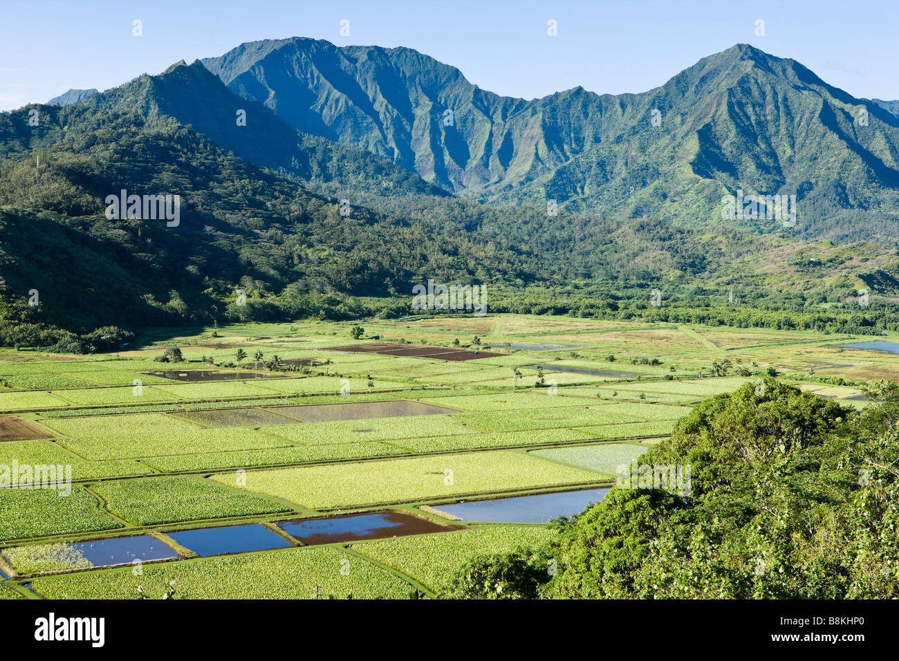 Taro-Felder entlang der Hanalei River North Kauai Hawaii USA Stockfoto