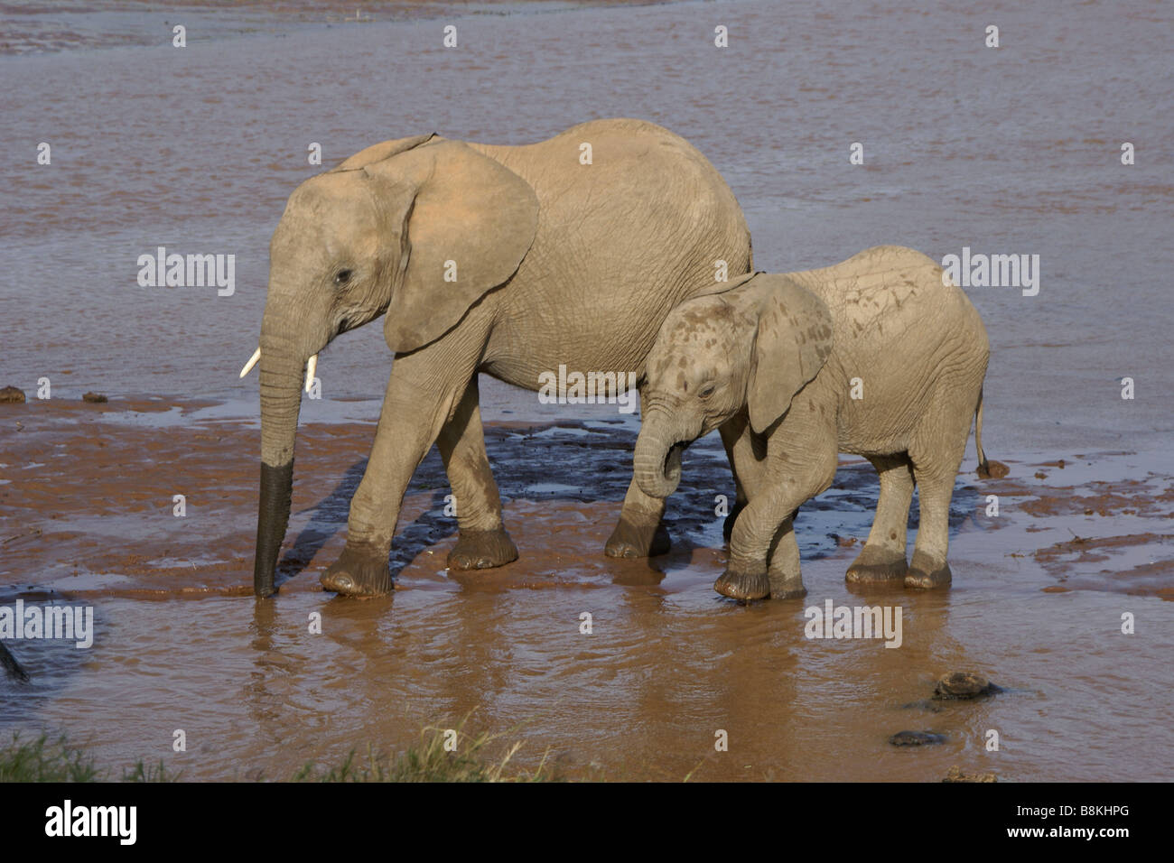 Elefantendame und Kalb trinken in Fluss, Samburu, Kenia Stockfoto