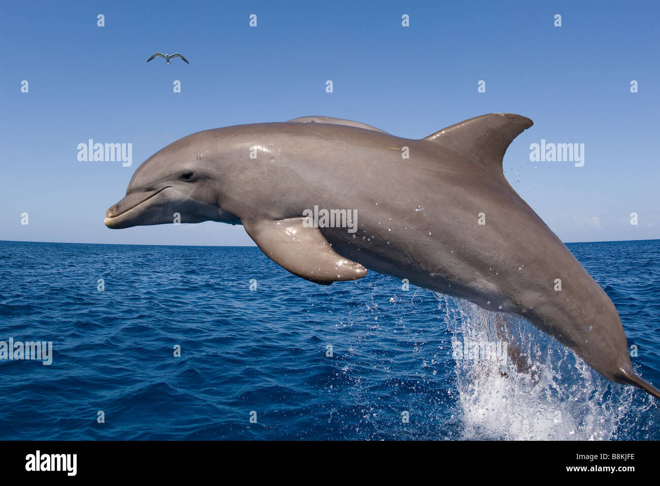 Bottlenose Dolphin Tursiops Truncatus Karibik Honduras Stockfoto