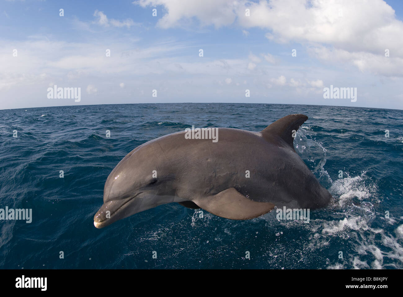 Bottlenose Dolphin Tursiops Truncatus Karibik Honduras Stockfoto