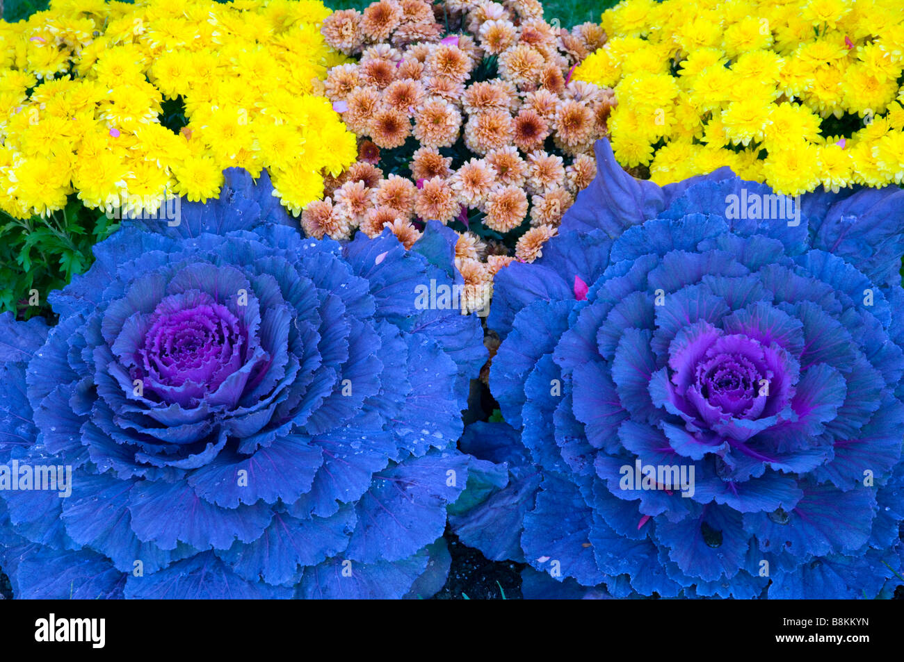 Nahaufnahmen von dekorativen Kohl in einen Blumentopf in Waterbury, Vermont, USA, Amerika. Stockfoto