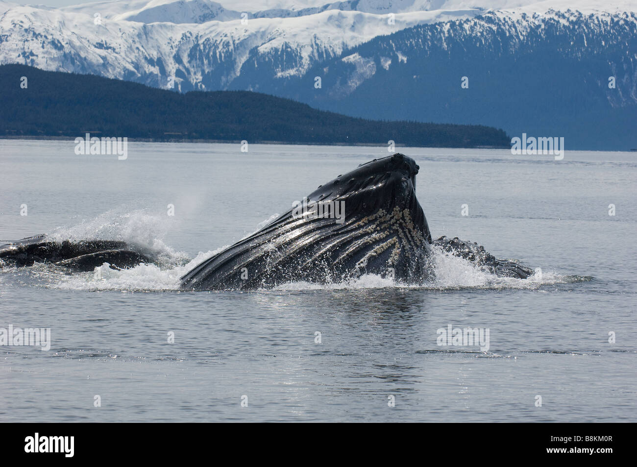 Blase net füttern Buckelwale Impressionen Novaeangliae in Alaska Stockfoto