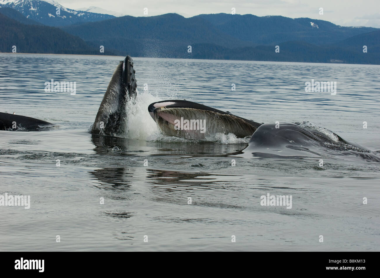 Blase net füttern Buckelwale Impressionen Novaeangliae in Alaska Stockfoto