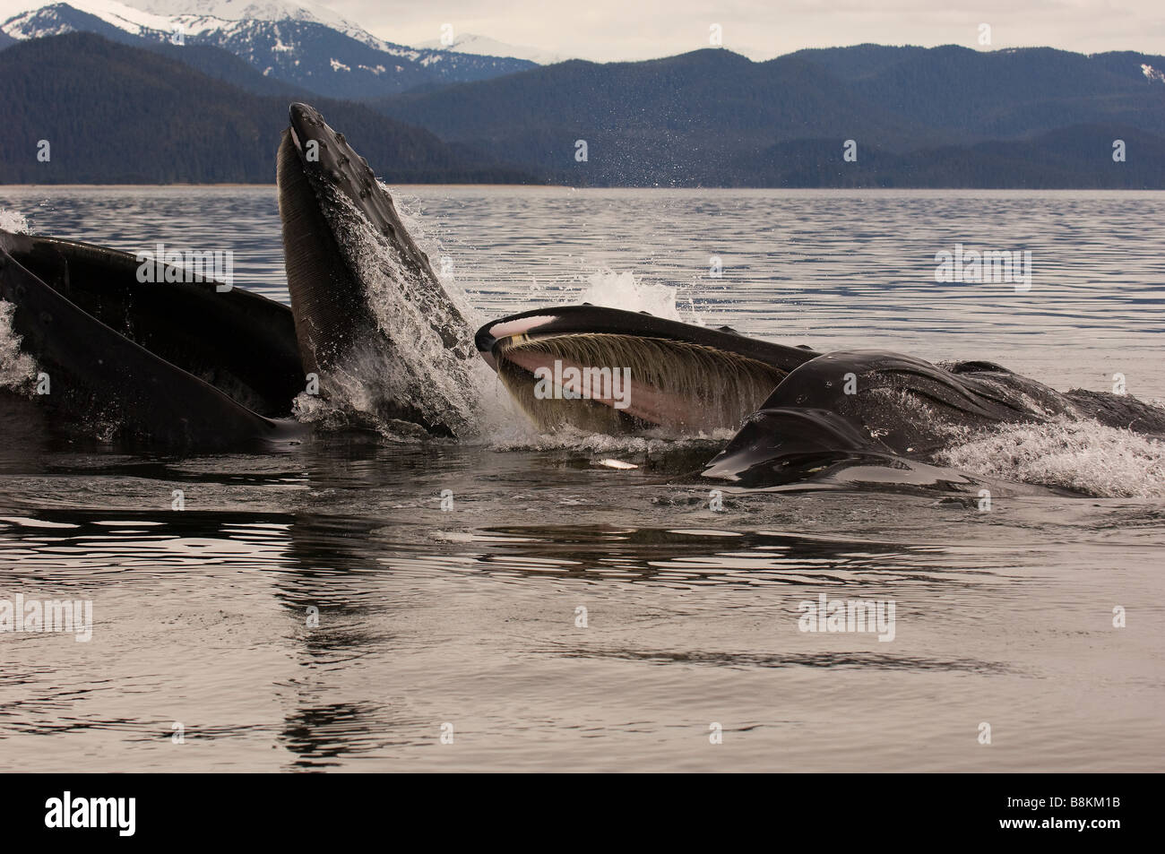Blase net füttern Buckelwale Impressionen Novaeangliae in Alaska Stockfoto