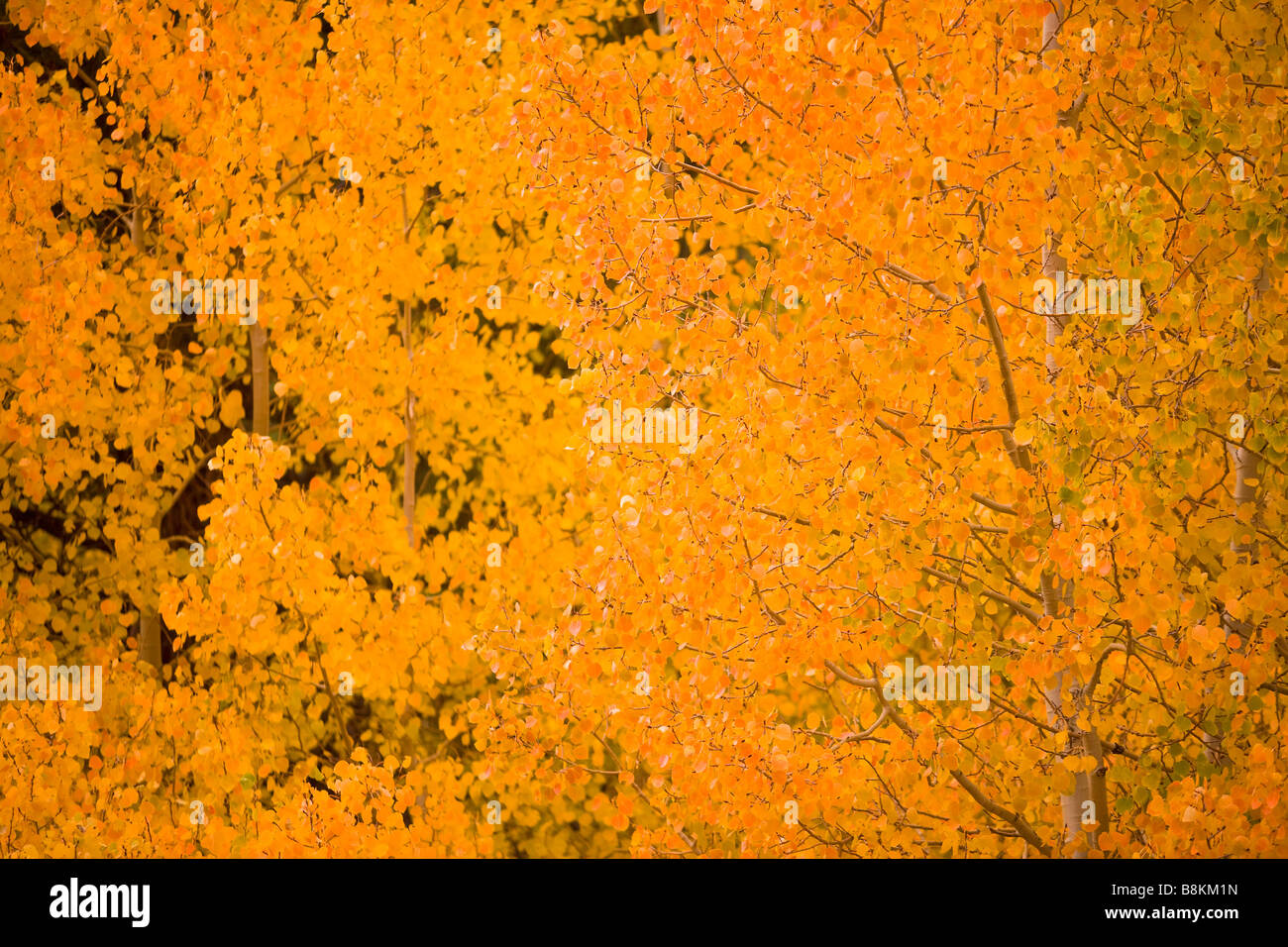 Espe (Populus Tremuloides) Bäume in Herbstfarben entlang Bischof Creek Sierra Nevada Berge California Vereinigten Staaten von Amerika Stockfoto
