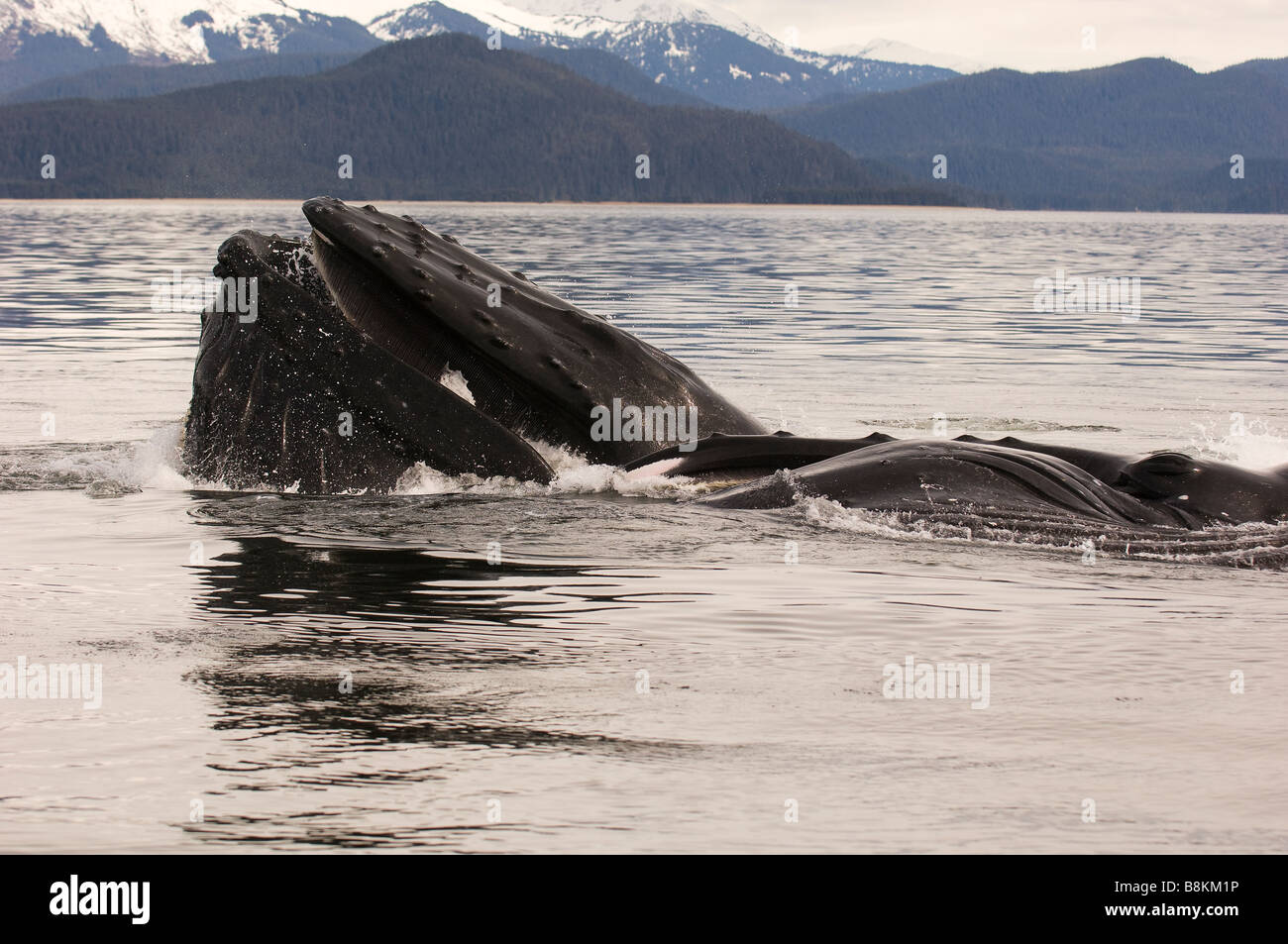 Blase net füttern Buckelwale Impressionen Novaeangliae in Alaska Stockfoto