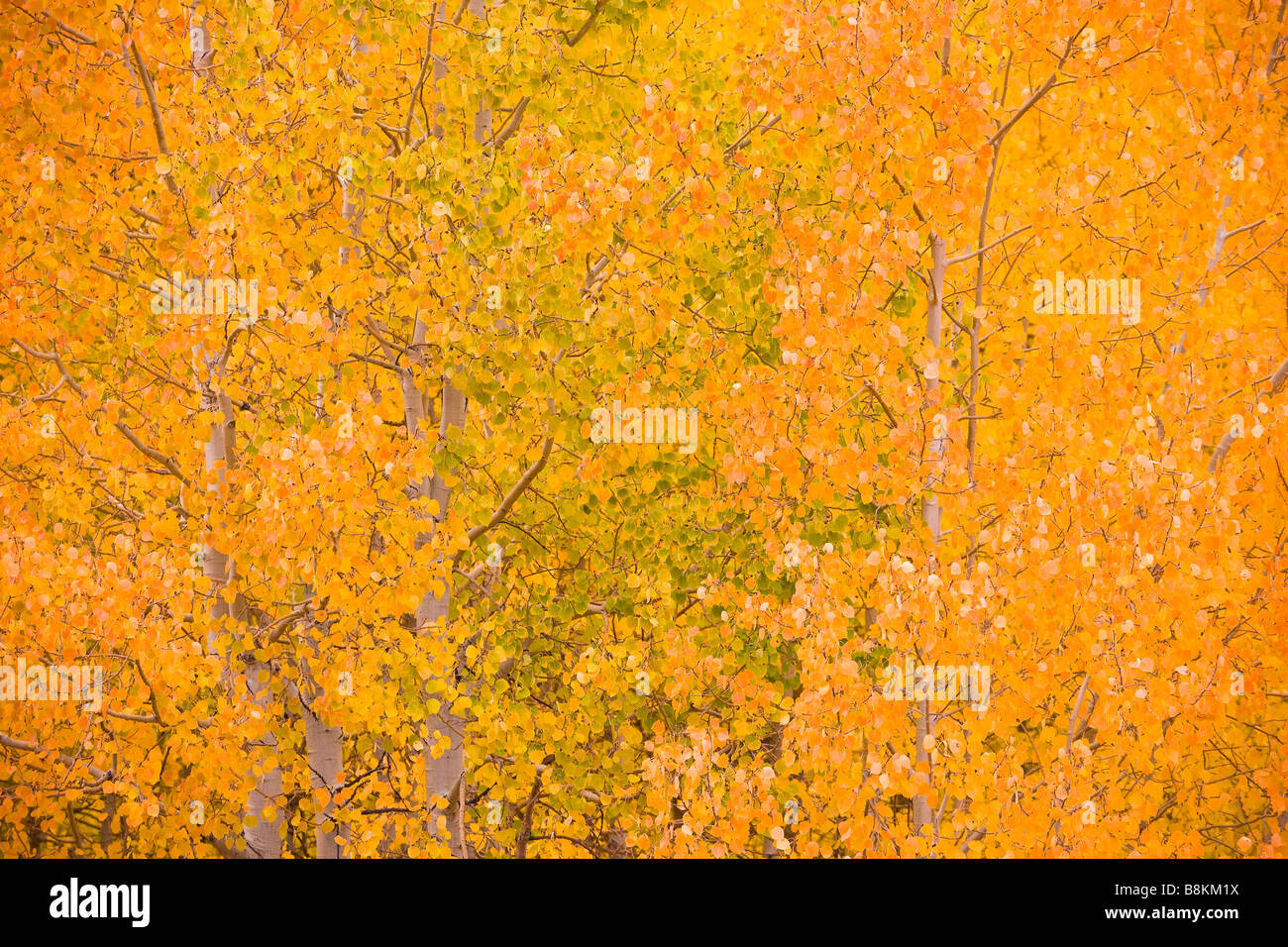 Espe (Populus Tremuloides) Bäume in Herbstfarben entlang Bischof Creek Sierra Nevada Berge California Vereinigten Staaten von Amerika Stockfoto