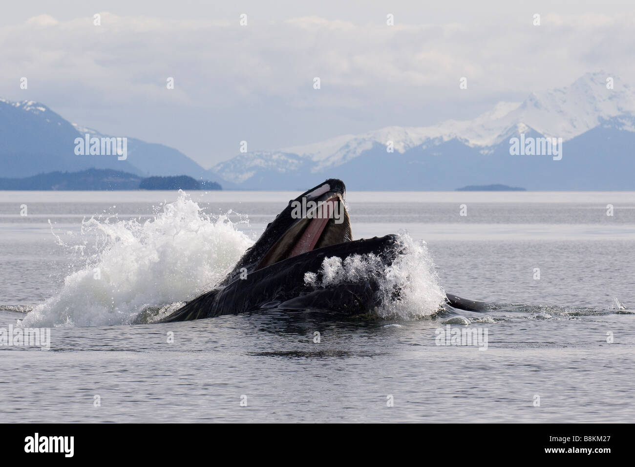 Blase net füttern Buckelwale Impressionen Novaeangliae in Alaska Stockfoto