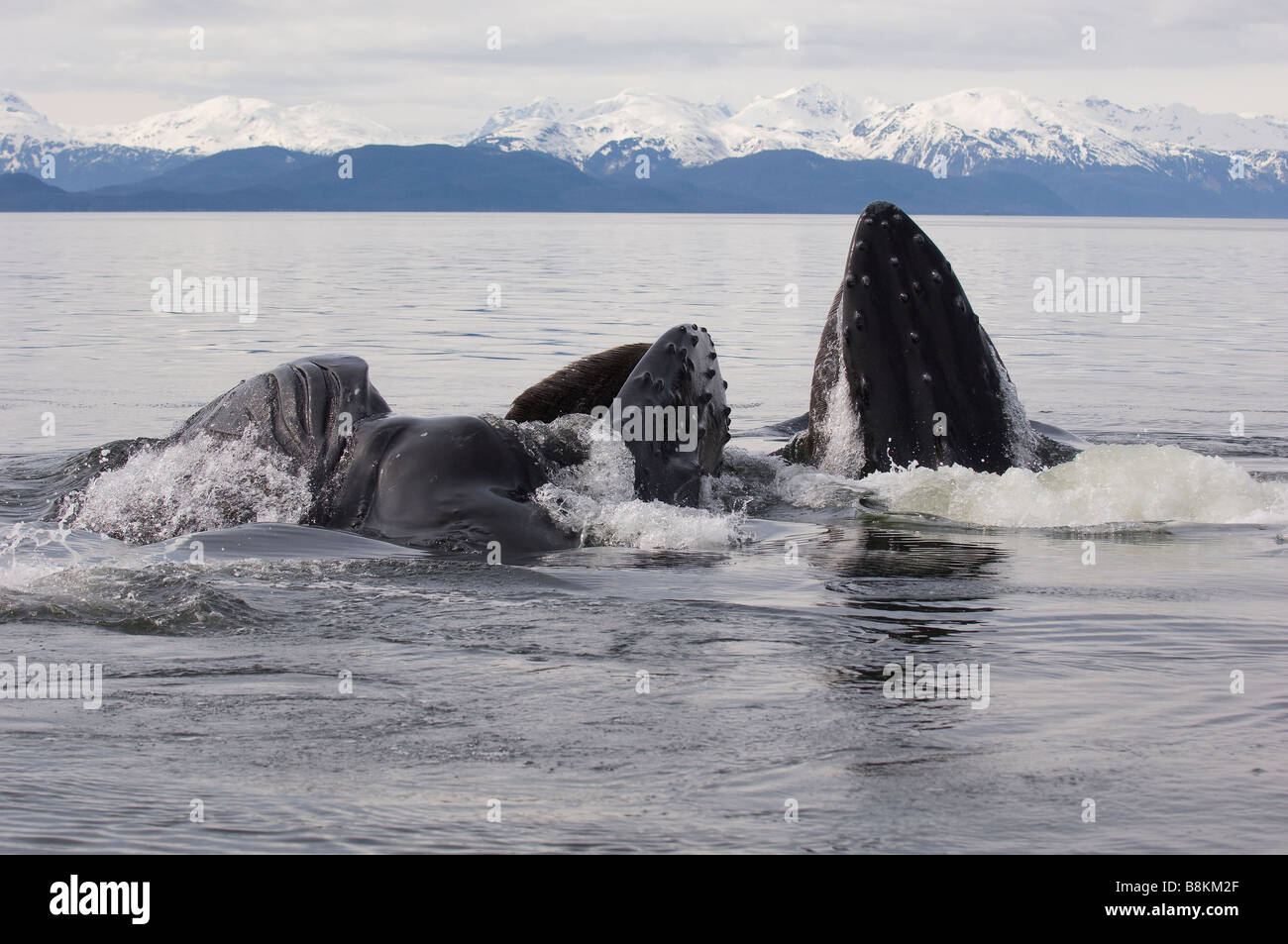 Blase net füttern Buckelwale Impressionen Novaeangliae in Alaska Stockfoto