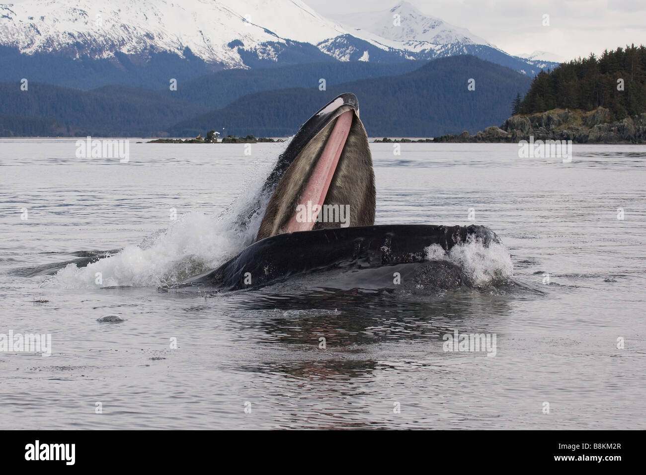 Blase net Fütterung Novaeangliae Buckelwal Impressionen in Alaska Stockfoto