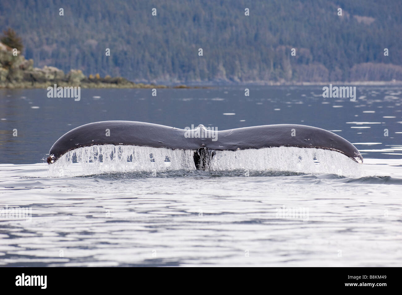 Humpback Whale tail Fluke Impressionen novaeangliae Stockfoto