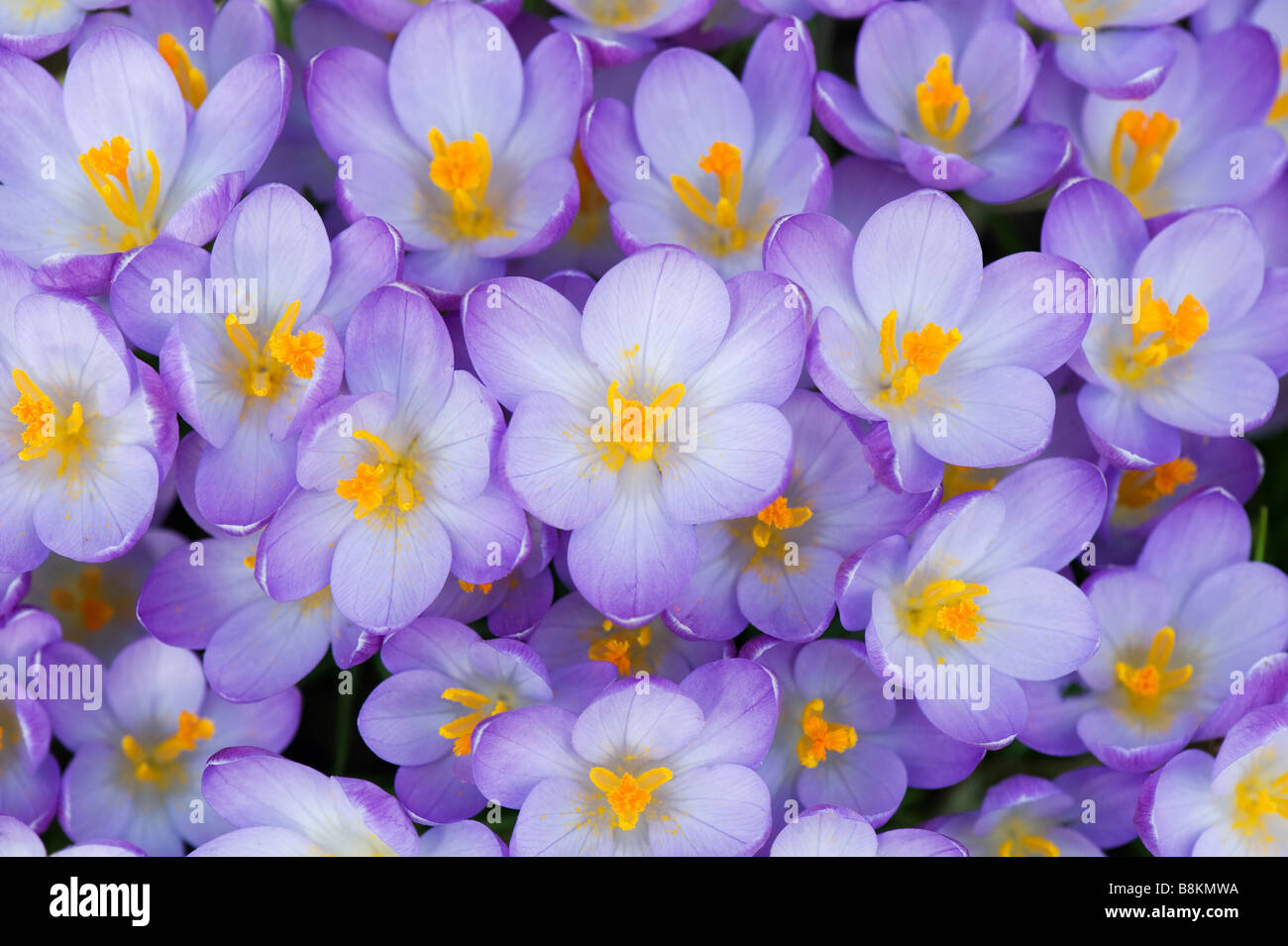 Crocus Vernus "Königin des Blues" Frühlingsblumen von oben Stockfoto