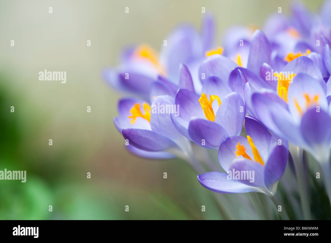 Crocus Vernus "Königin des Blues" Frühlingsblumen Stockfoto