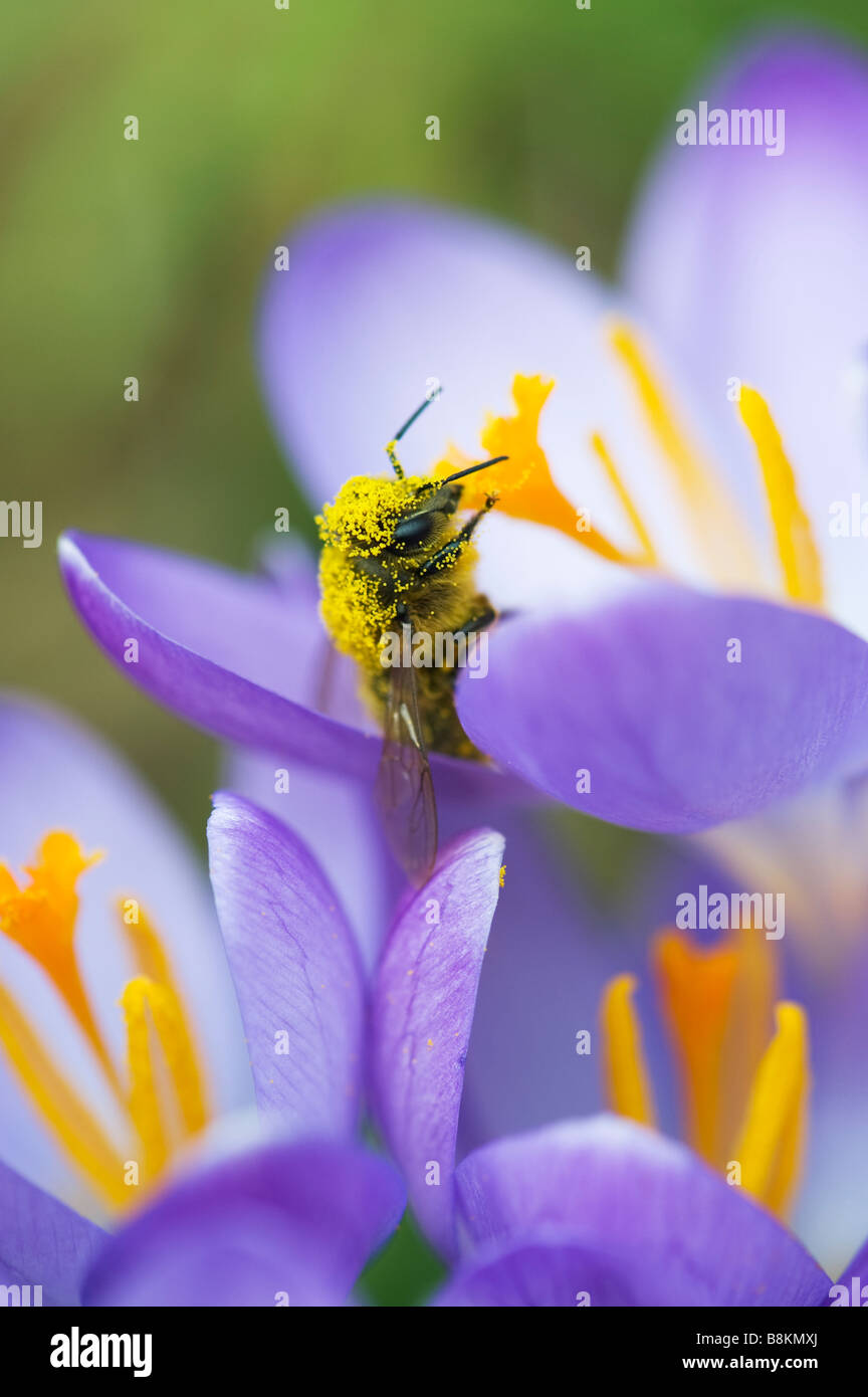 Biene mit Pollen auf Crocus Vernus bedeckt "Königin des Blues'' Frühlingsblume Stockfoto