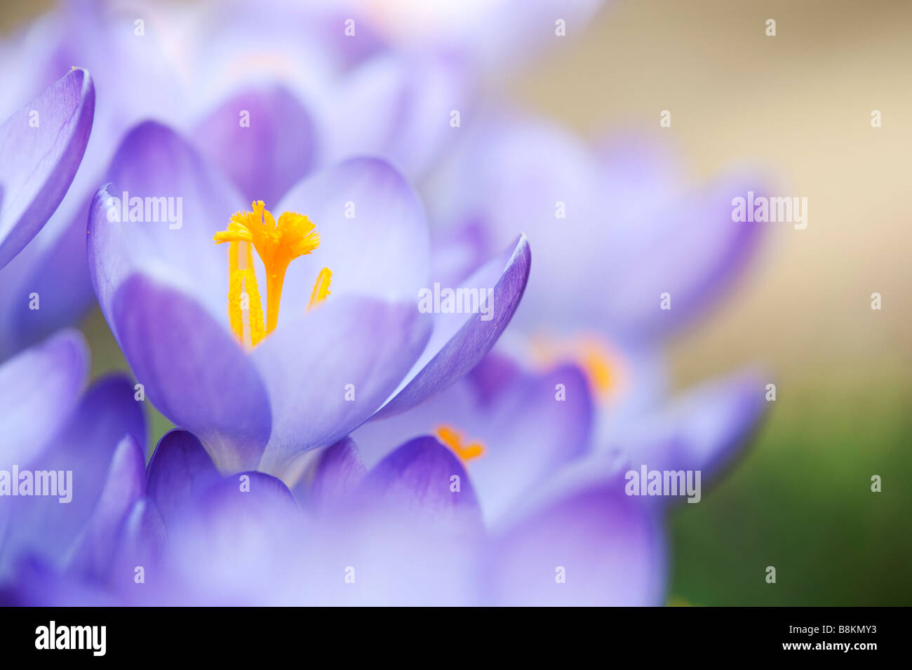 Crocus Vernus "Königin des Blues" Frühlingsblumen Stockfoto