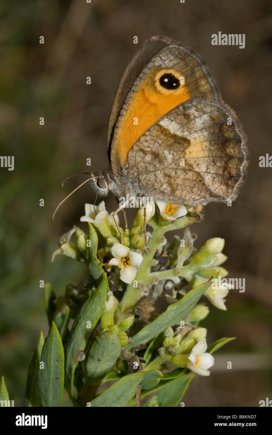 Südlichen Gatekeeper (Pyronia Cecilia) auf Daphne Gnidium Blumen. Stockfoto