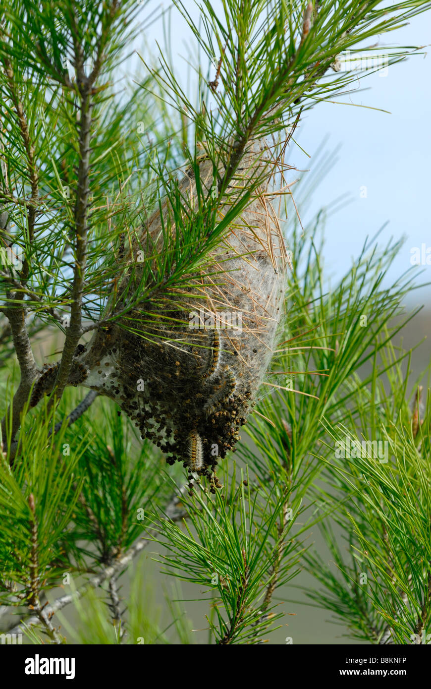 Kiefer-Bereich Pinienprozessionsspinner Raupe Unterschlupf In Murcia Spanien. Thaumetopoea Pityocampa Stockfoto