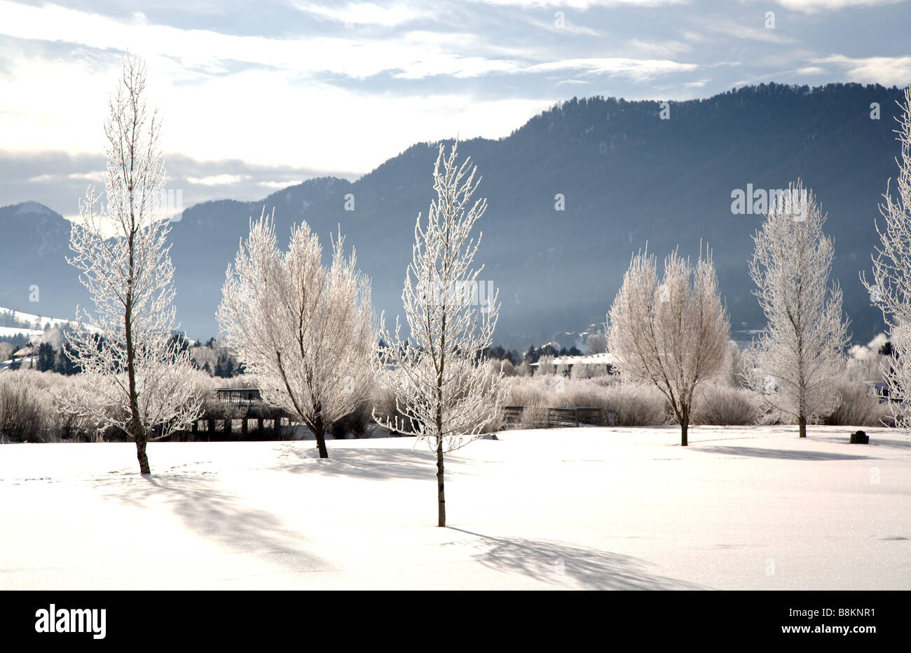 Mattierte Bäume, Jackson Hole, Wyoming, USA Stockfoto