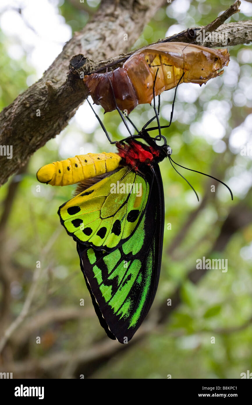 Cairns Birdwing Schmetterling Ornithoptera Euphorion männlich Stockfoto